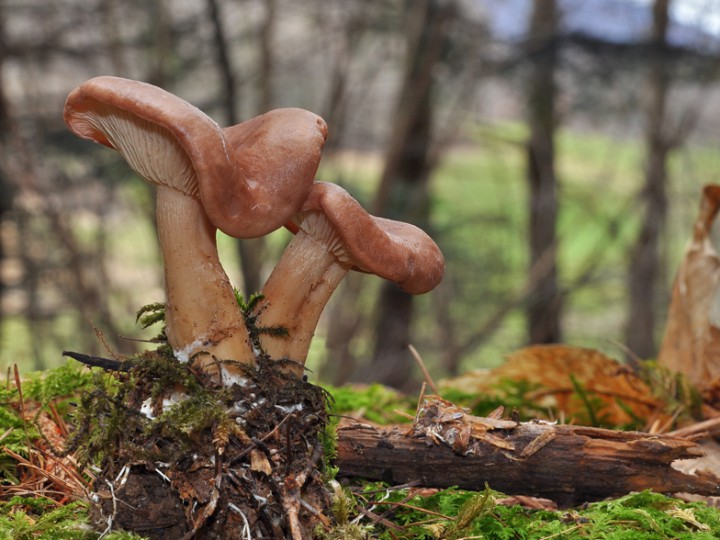 Clitocybe_vermicularis_2016.jpg