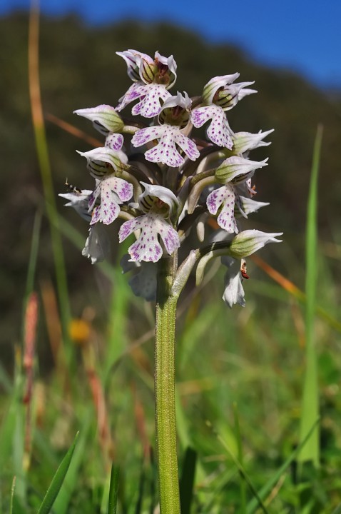Orchis_lactea_Corse_2016.jpg