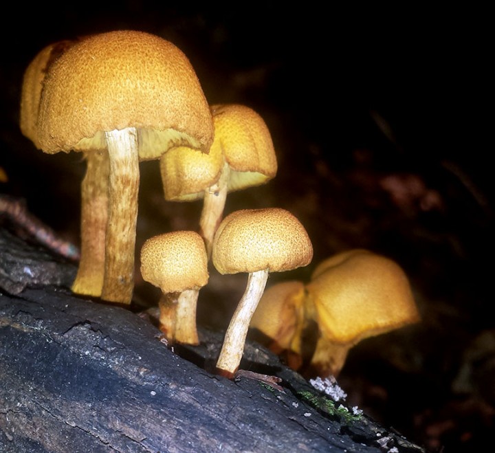 -PYR039-1a-Quérigut-30 07 2017-LG.jpg