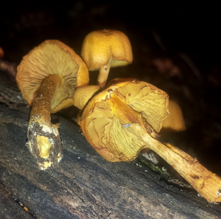 -PYR039-3a-Quérigut-30 07 2017-LG.jpg