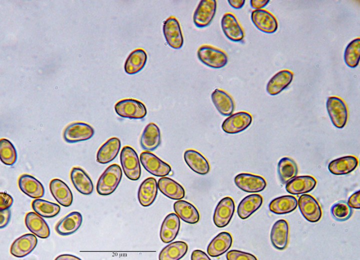 -PYR039-6a-Quérigut-30 07 2017-LG.jpg