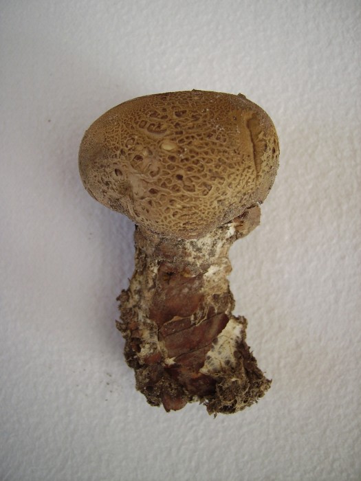 scléroderme 001.jpg