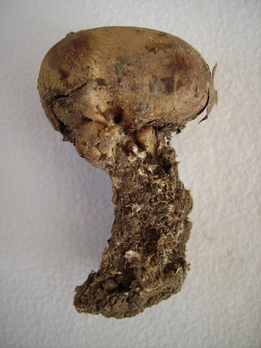 scléroderme 002.jpg