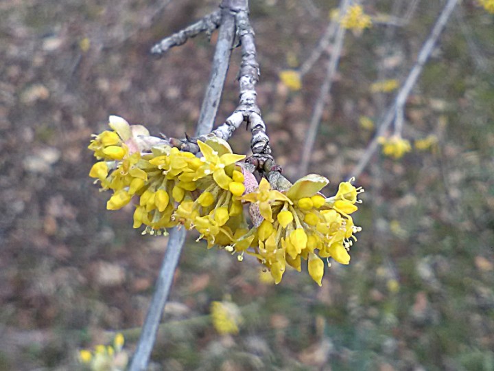 IMG_20180307_145722b.jpg
