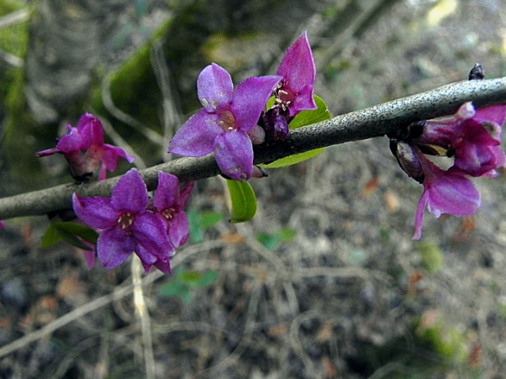 DSCN1352b.JPG