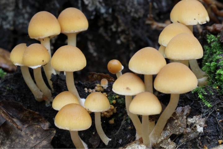 champignons 023.jpg