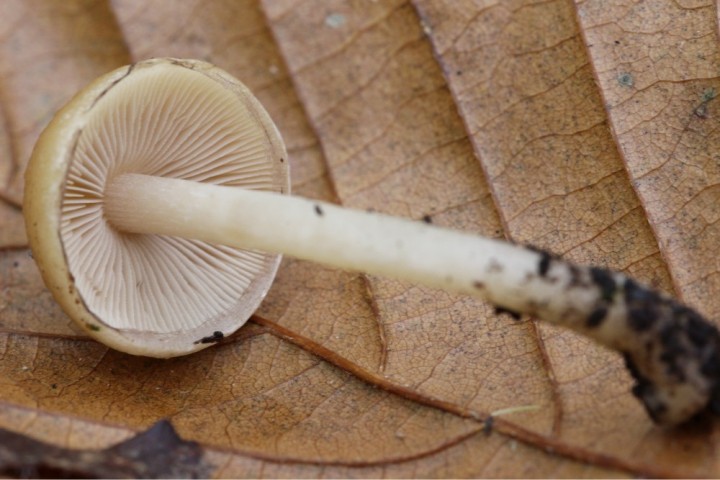 champignons 026.jpg