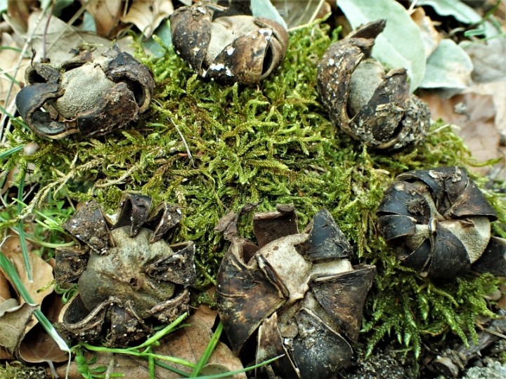 P3232111 (800x600).jpg