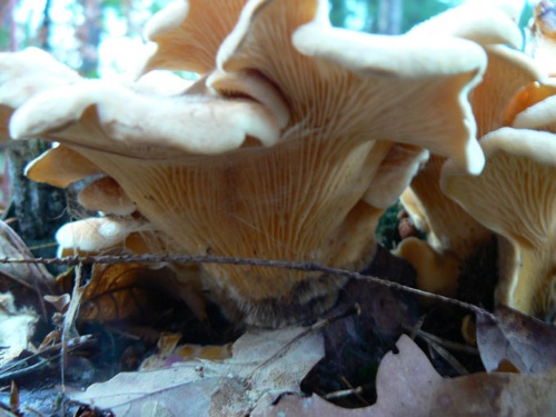 P1000719.jpg