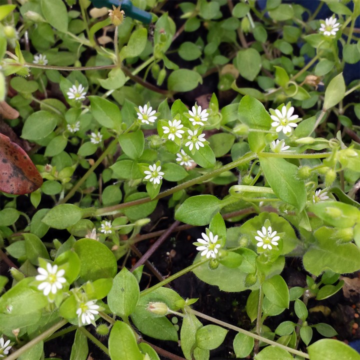 Cliquer sur l'image pour agrandir