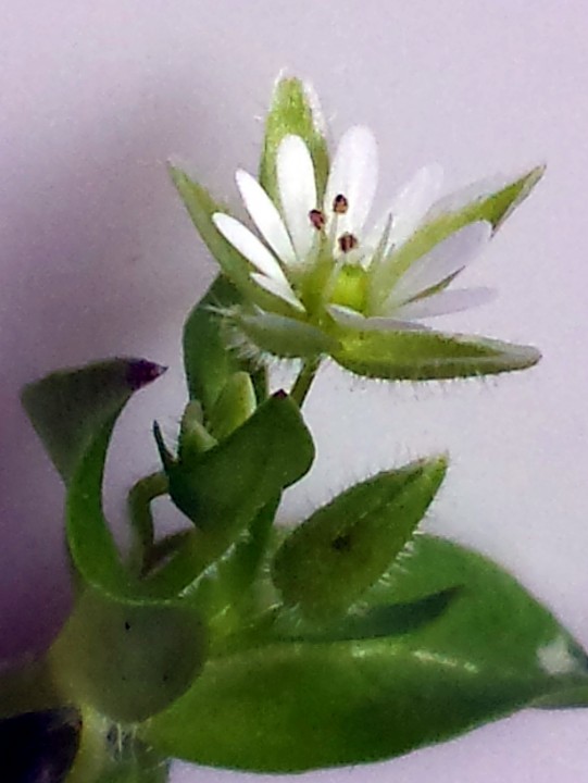 Cliquer sur l'image pour rendre plus flou