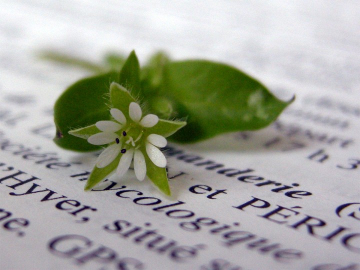 Cliquer sur l'image pour agrandir