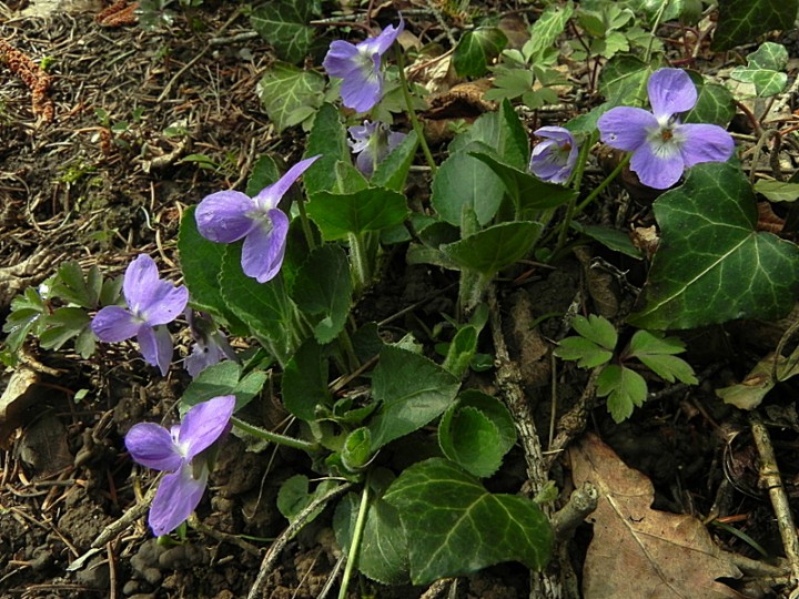 DSCN1451b.JPG