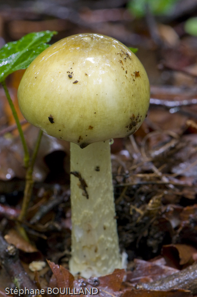 Champi_Pure0069.jpg