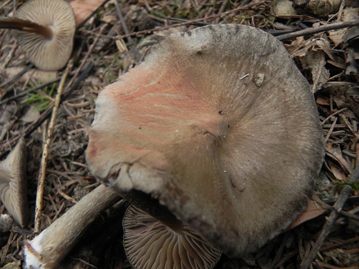 DSCN1530b.JPG