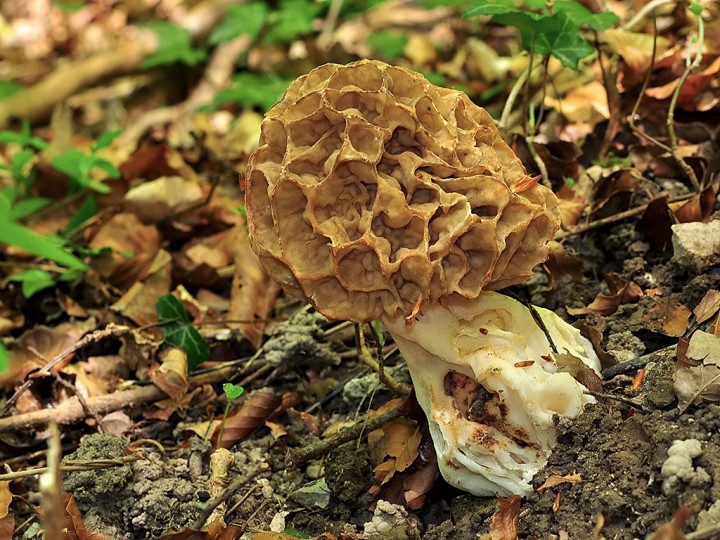 Morchella_esculenta_enorme.jpg