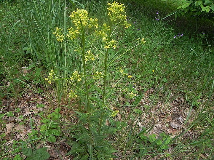DSCN7770b.JPG