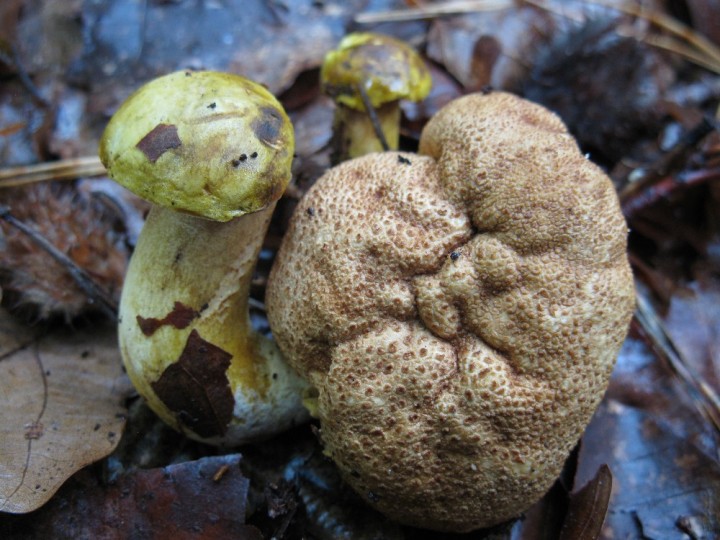 Bolet parasiticus Senlis.jpg