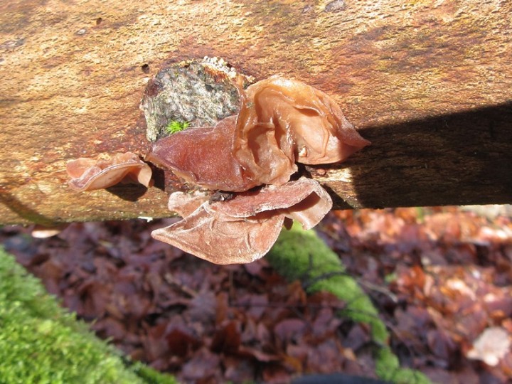 Auriculariaceae_dornot.JPG