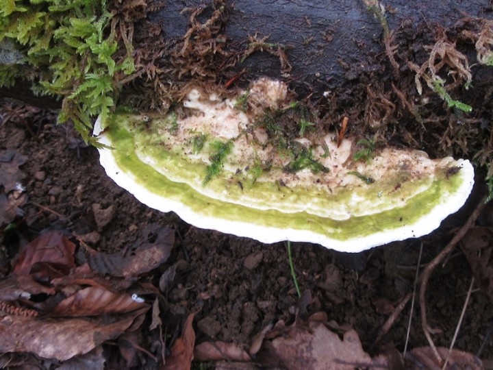 Trametes gibbosa-rezonville (2).JPG