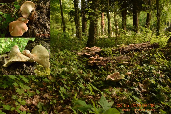 DSC_0124 - Copie.JPG