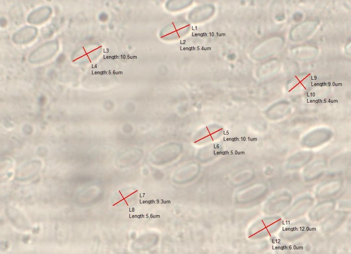 mesure spores neolentinus1.jpg