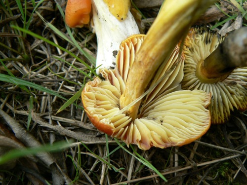 P1000617.jpg
