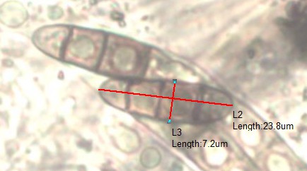 mesure spore IS 53.jpg