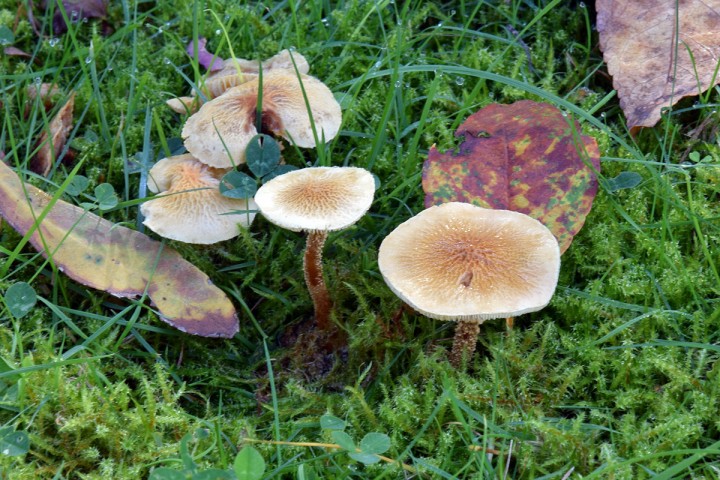DSC_0179.jpg