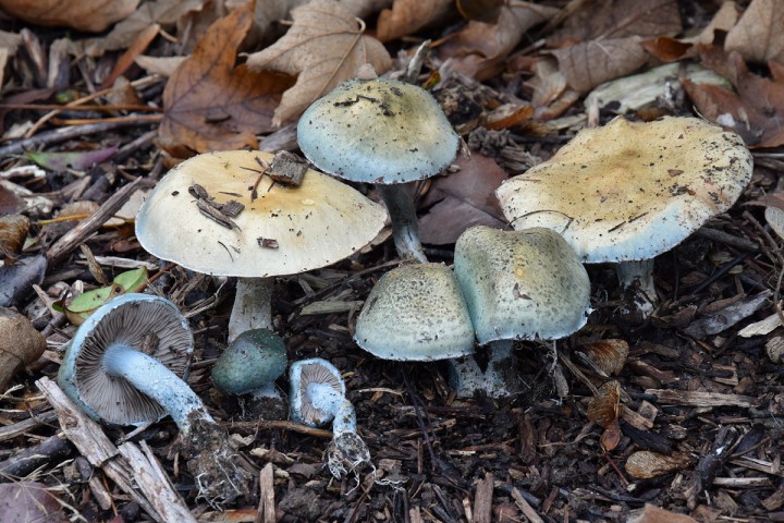 DSC_0326.jpg