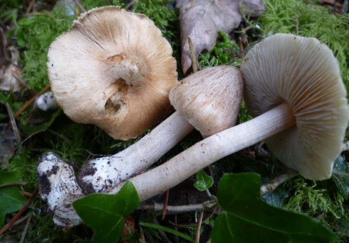L1310741 (copie 1).JPG