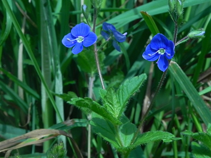 DSCN0054b.JPG