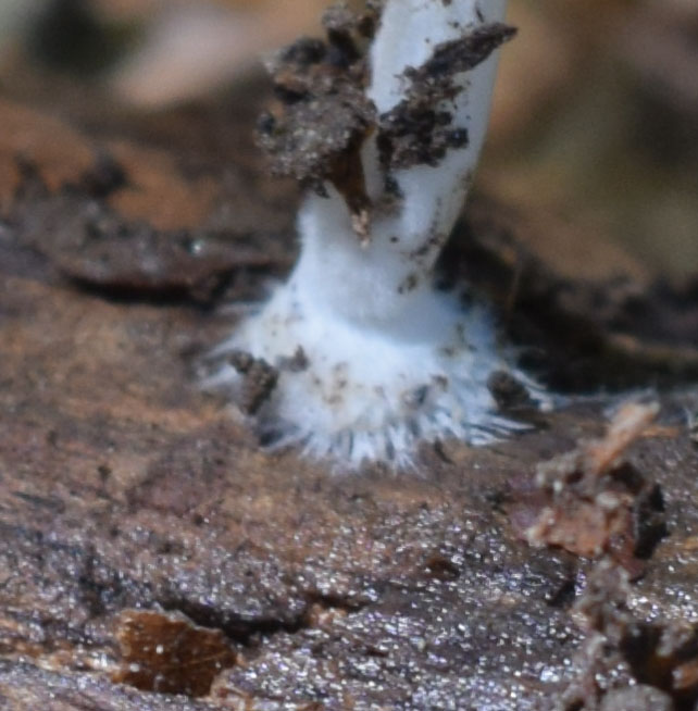 Pluteus sp base.jpg