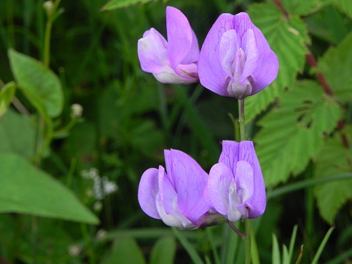 DSCN8135b.JPG