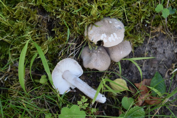 Tricholoma argyraceum 003_72dpi.jpg