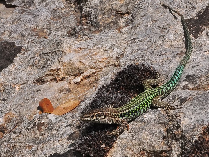 Lezard_Sa_Sedda'e_Sos_Carros.jpg