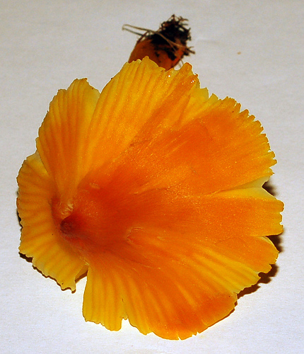 2858016753_b11687aeeb.jpg
