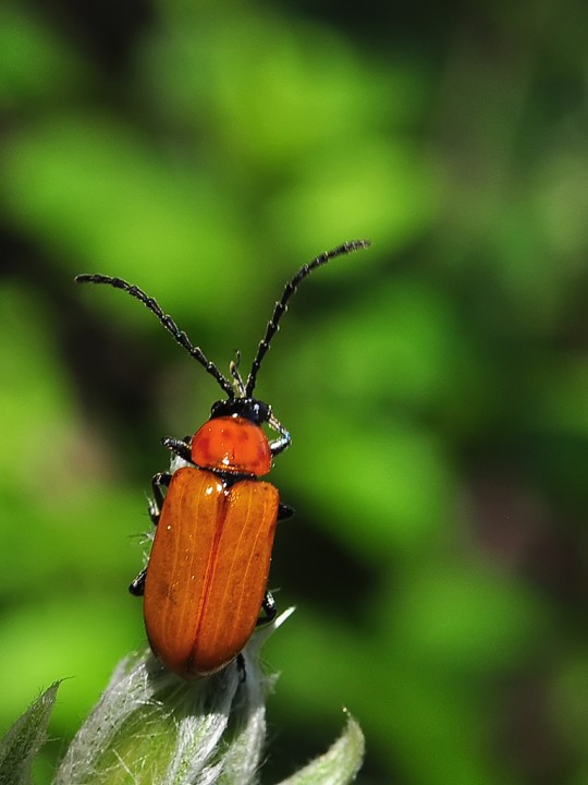 Insecte_Follateres.jpg