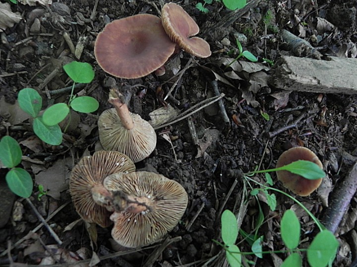DSCN8207b.JPG