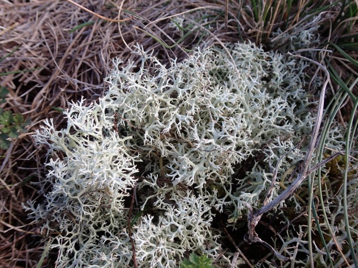 Cladonia mediterranea (1)-redim1024.JPG