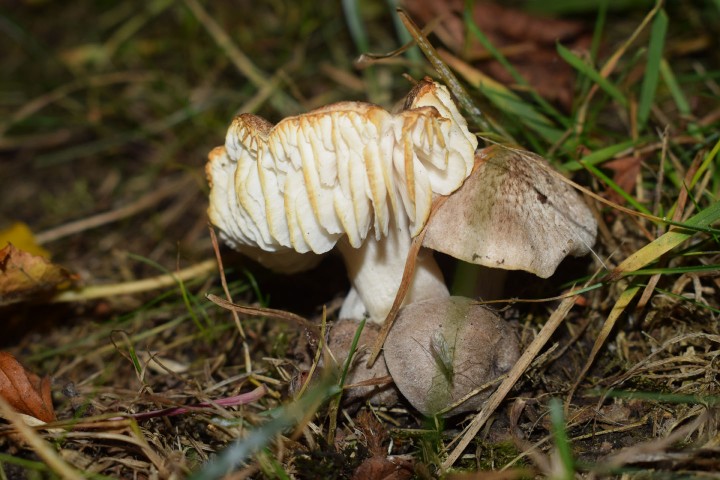 Tricholoma Scalpturatum 13_72dpi.jpg