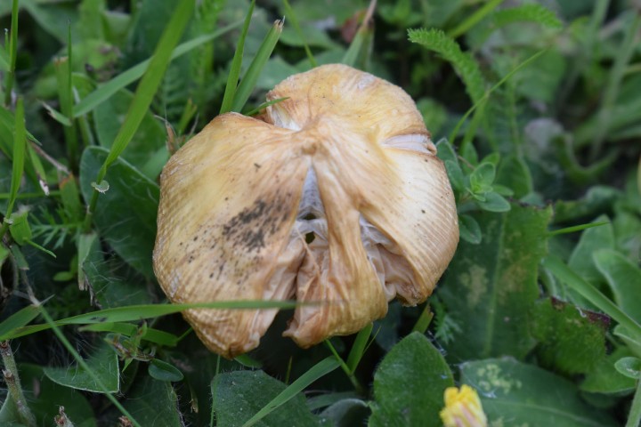 72_Entoloma Clypeatum 001.jpg