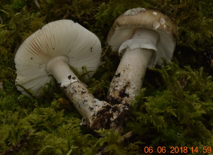 DSC_0220.JPG
