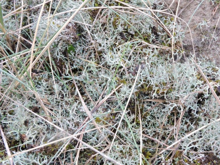 Cladonia rangiferina, Cladonie des rennes (1) - Copie.JPG