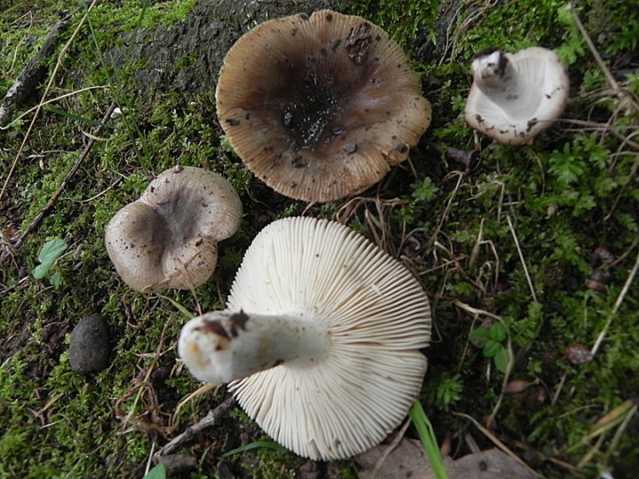 DSCN8376b.JPG