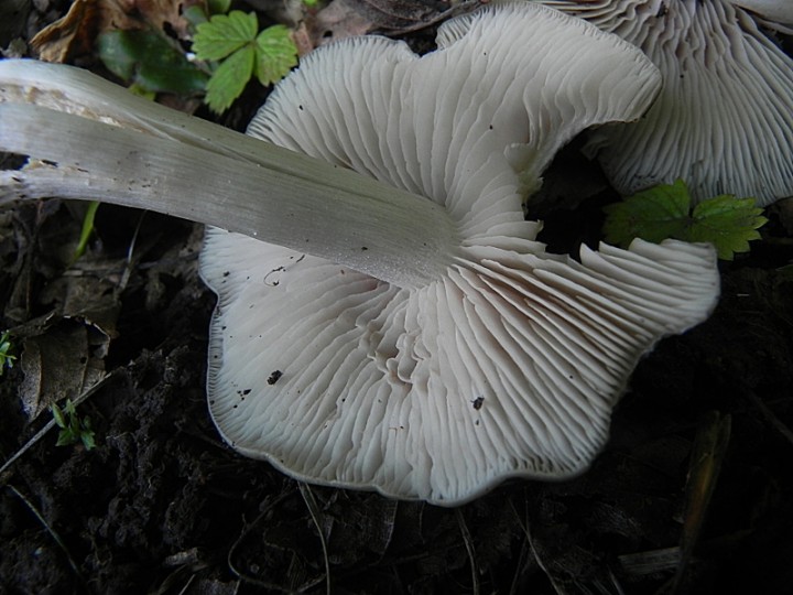 DSCN8404b.JPG
