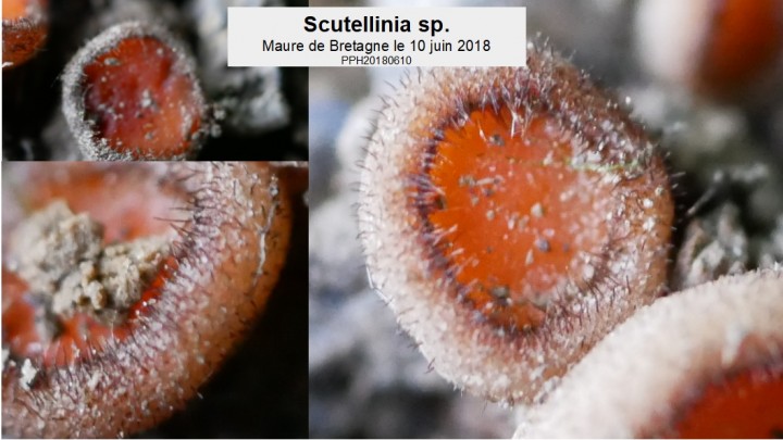 Scutellinia_macro.jpg