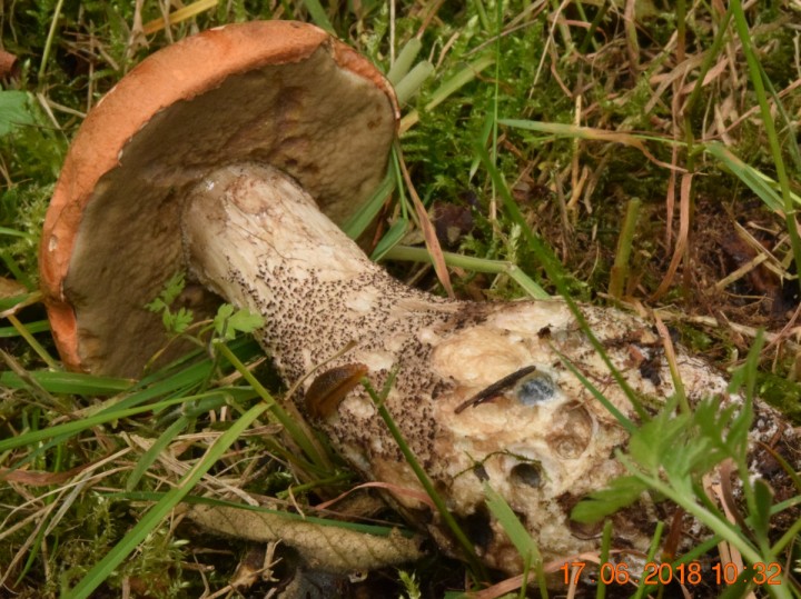 DSC_0248_01.JPG