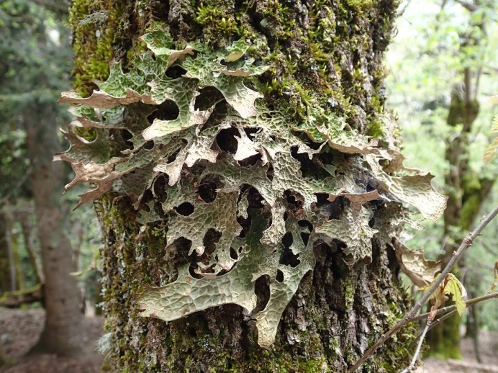 Lobaria pulmonaria (1)-redim1024.JPG