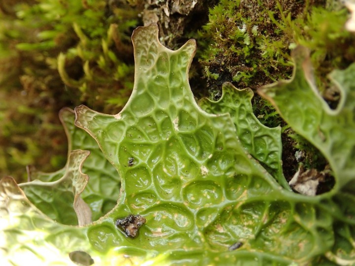 Lobaria pulmonaria (2)-redim1024.JPG